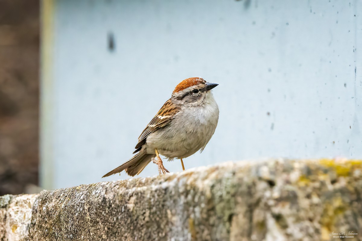 Chipping Sparrow - ML583661401