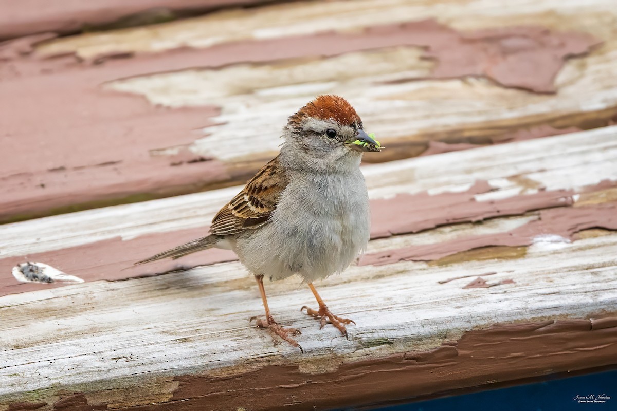 Chipping Sparrow - ML583661411