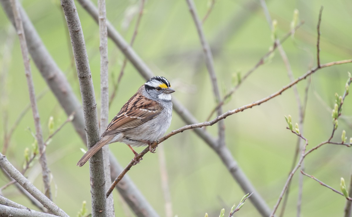 White-throated Sparrow - ML58366231