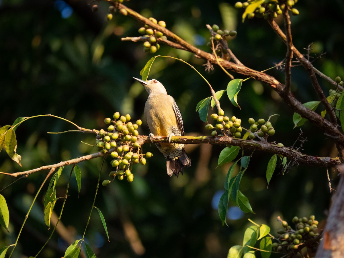 Golden-fronted Woodpecker (Velasquez's) - ML583668211