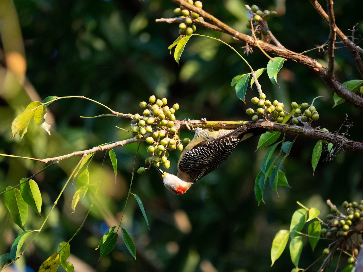 Golden-fronted Woodpecker (Velasquez's) - ML583668221