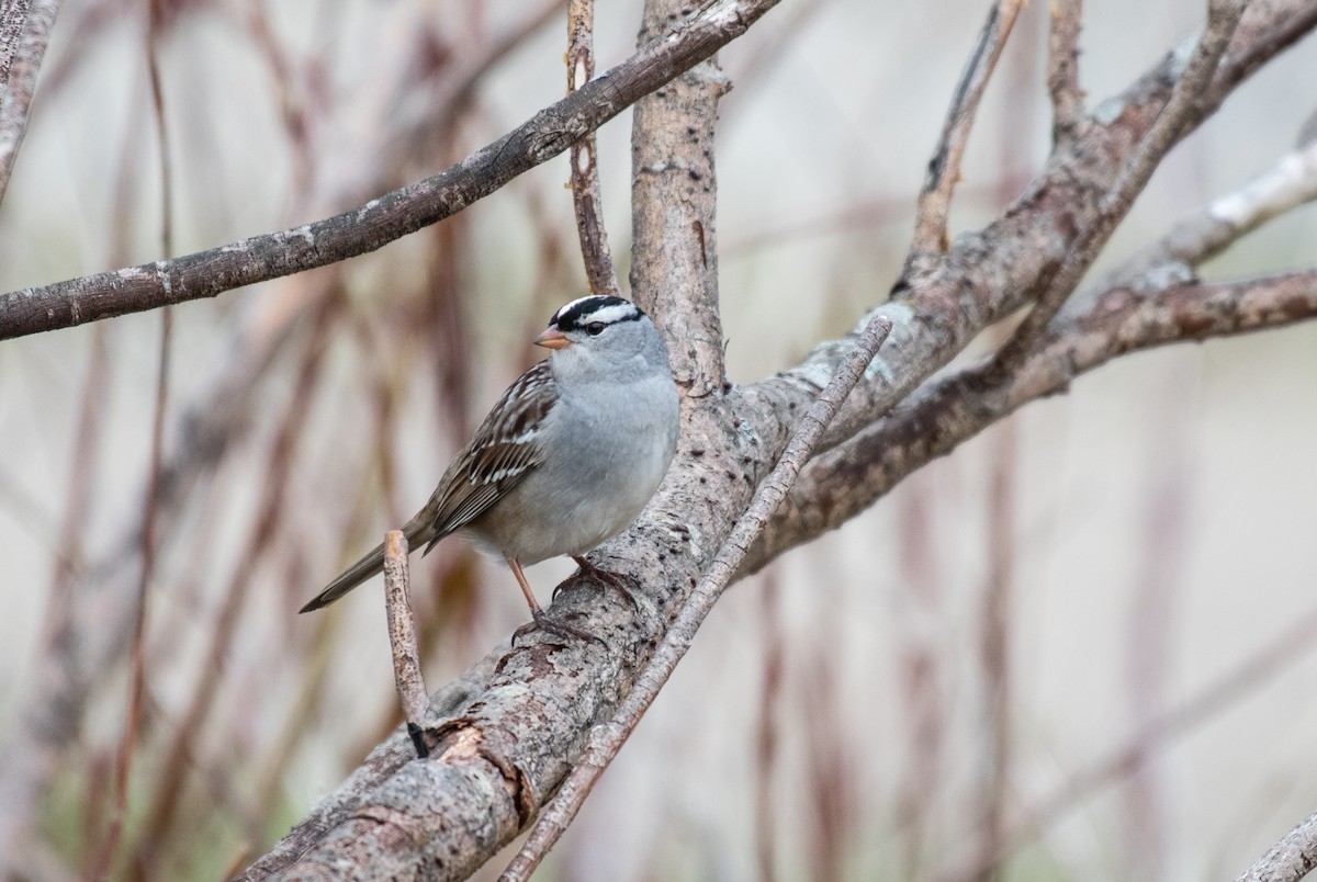 White-crowned Sparrow - ML58366931