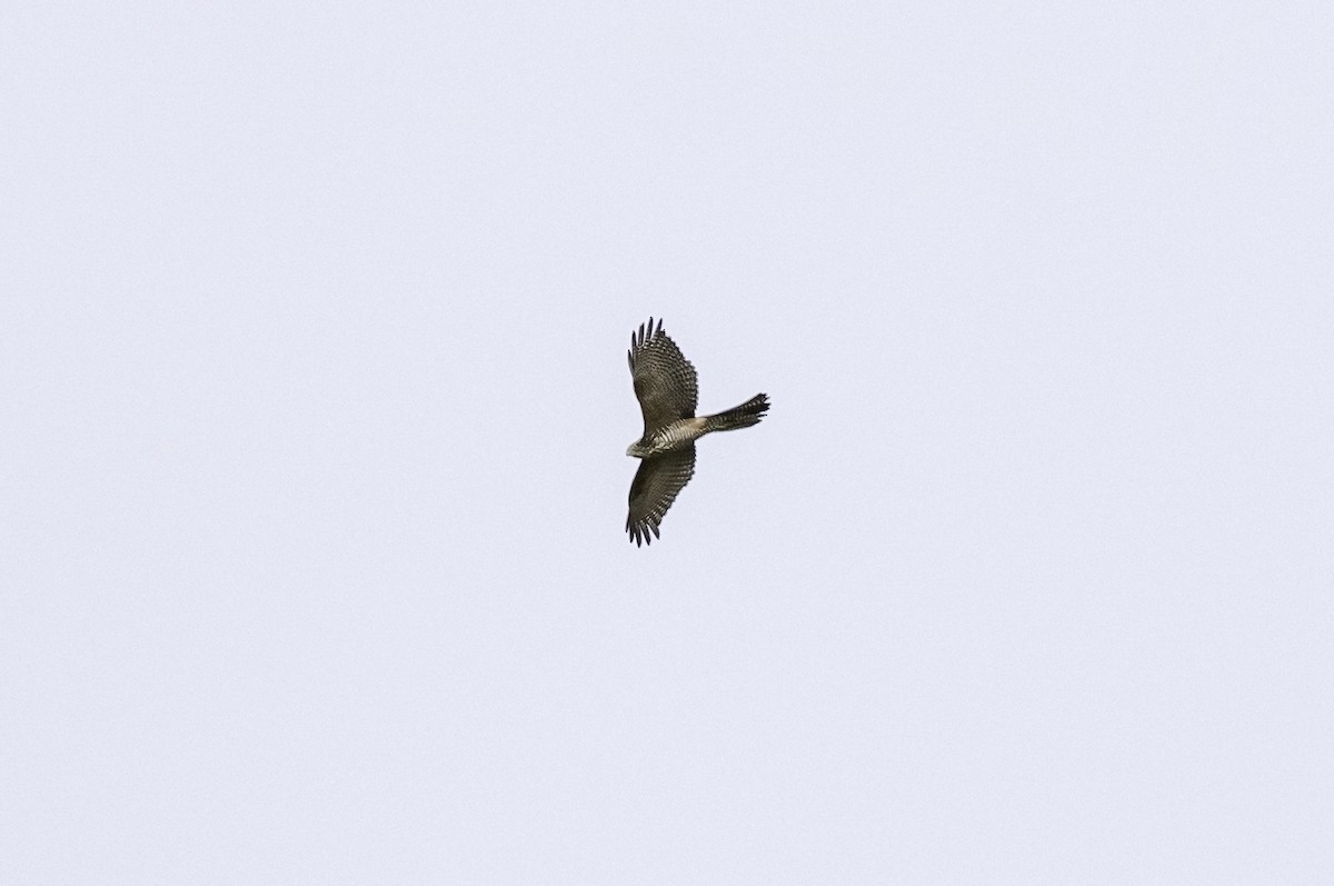 Collared Sparrowhawk - ML583675151