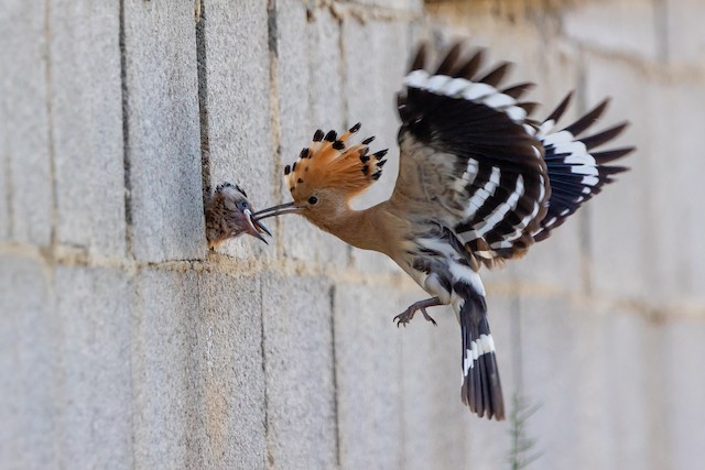 Bird at Nest Site. - Eurasian Hoopoe - 