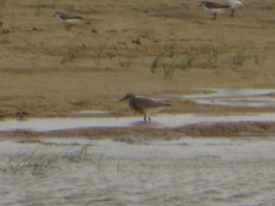 Red Knot - ML58368231