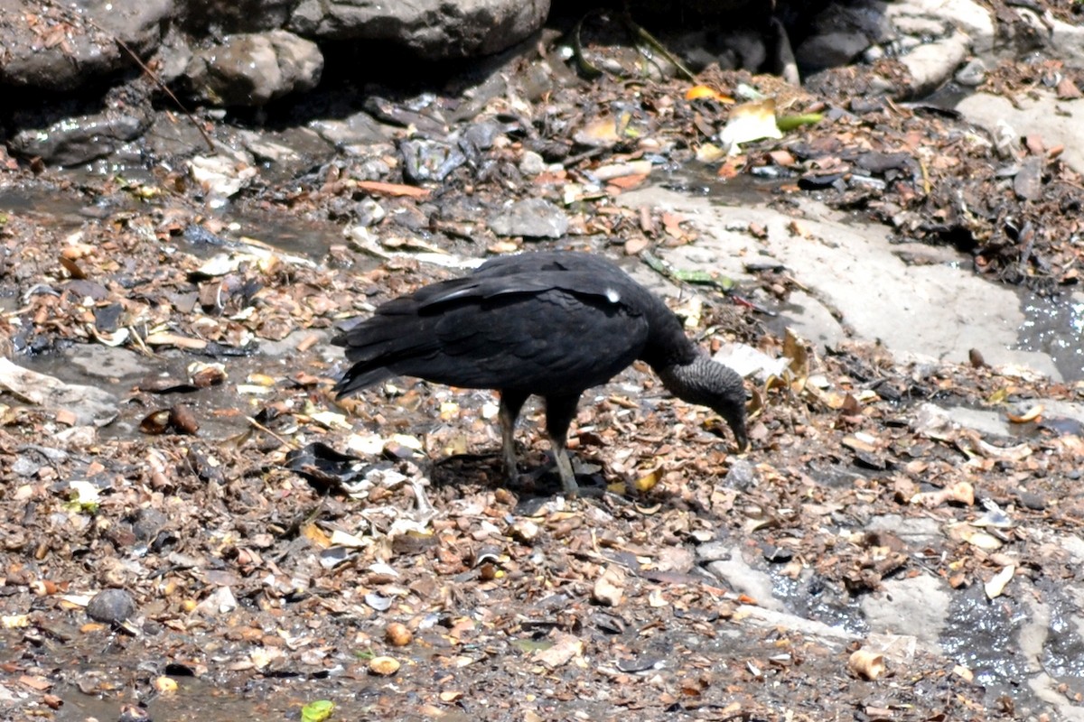 Black Vulture - ML583684471