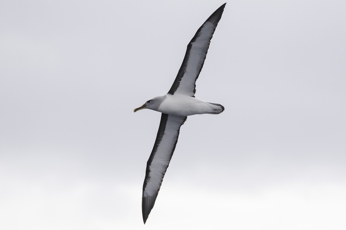 Buller's Albatross - ML583687061