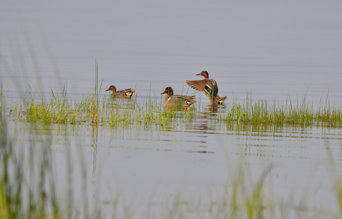 Green-winged Teal - ML583687621