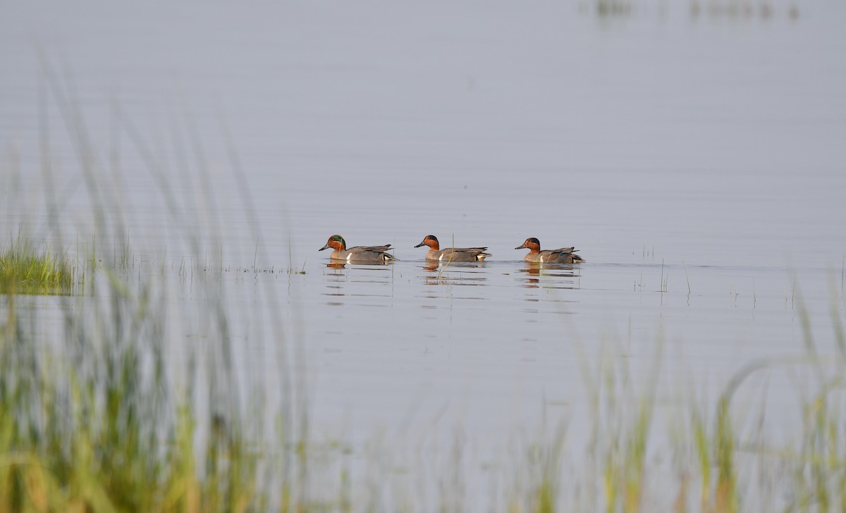 Green-winged Teal - ML583687701
