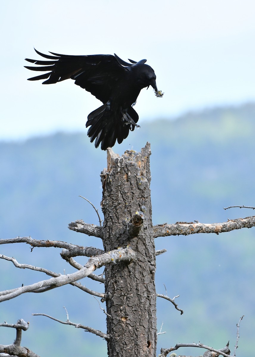 eBird Checklist 11 Jun 2023 Oeste Vista Trail, Angel Fire USNM 36.