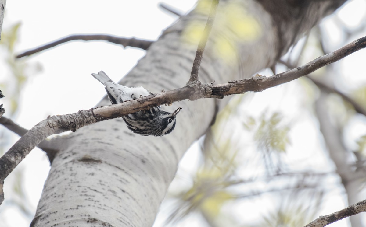 Black-and-white Warbler - ML58369061
