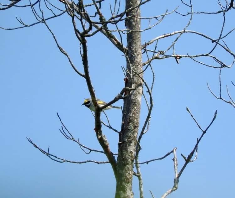 Golden-winged Warbler - Deanna Uphoff