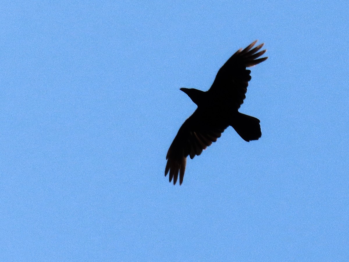 Common Raven - ML583695961