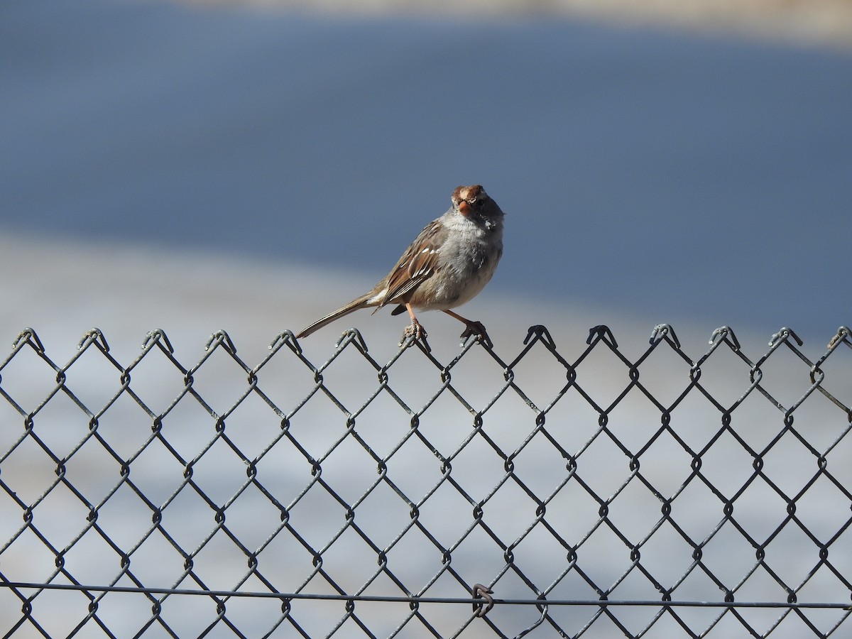 White-crowned Sparrow - marti ikehara