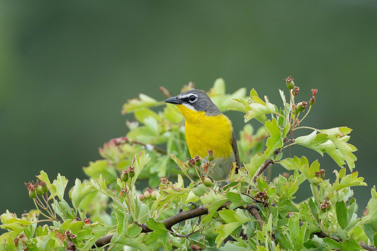 Yellow-breasted Chat - ML583701341