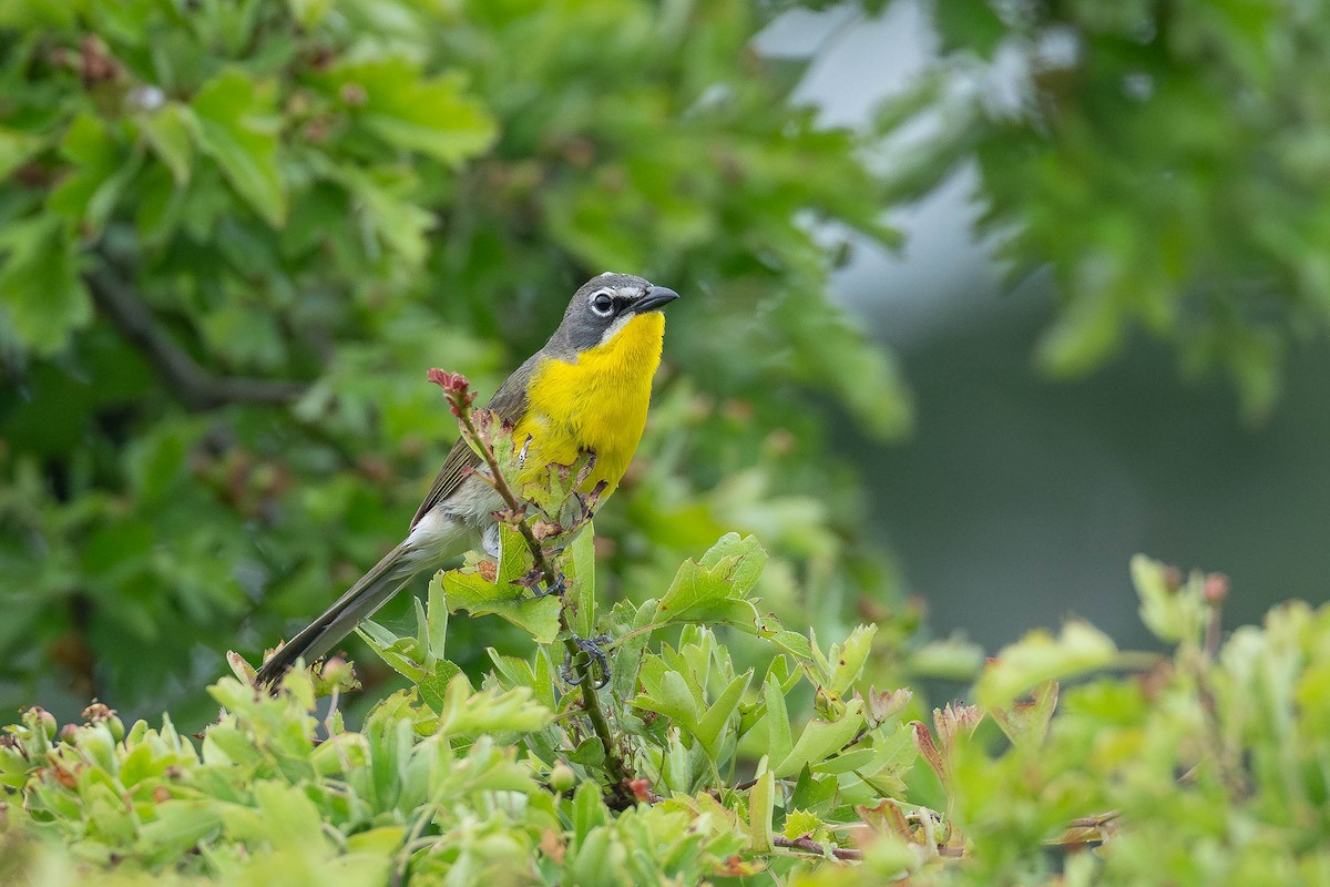 Yellow-breasted Chat - ML583701351