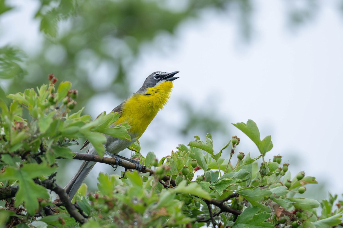 Yellow-breasted Chat - ML583702231
