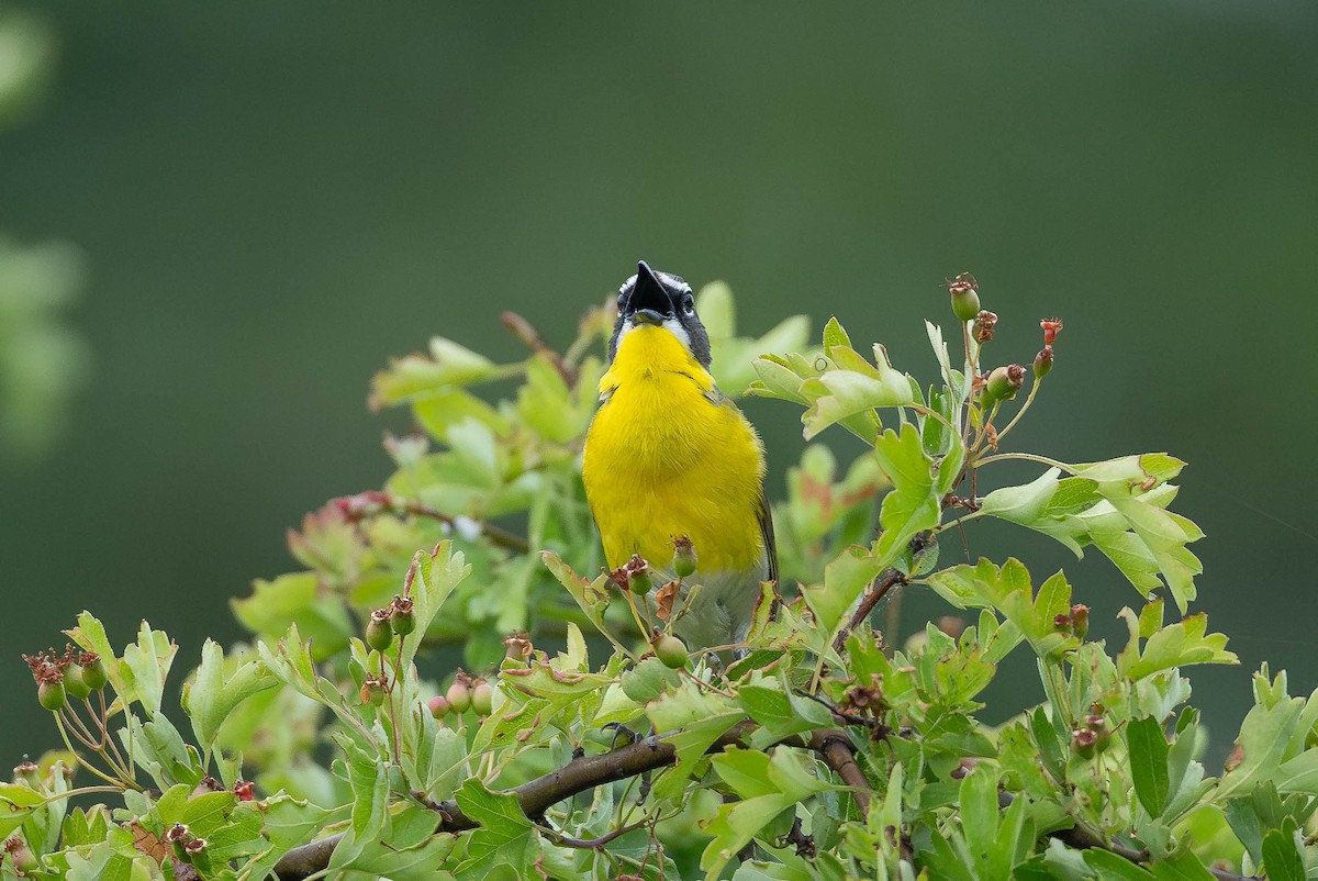 Yellow-breasted Chat - ML583702251