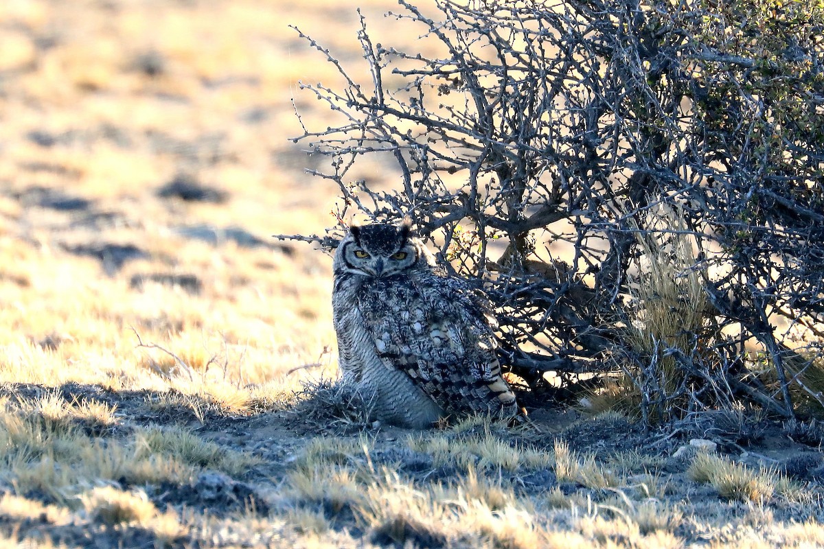 Lesser Horned Owl - ML583711481