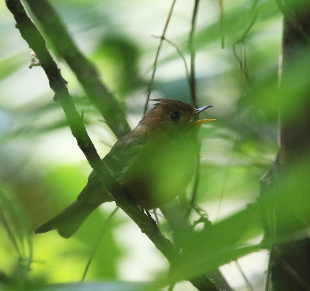 Tufted Flycatcher (Mexican) - ML583712391