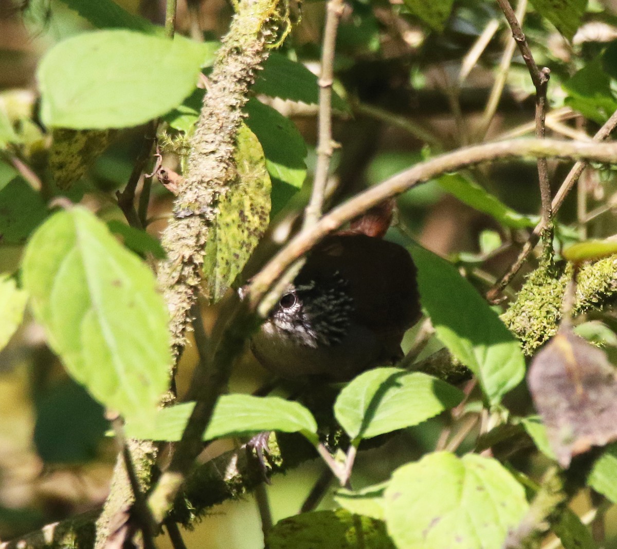 Gray-breasted Wood-Wren (Central American) - ML583712521