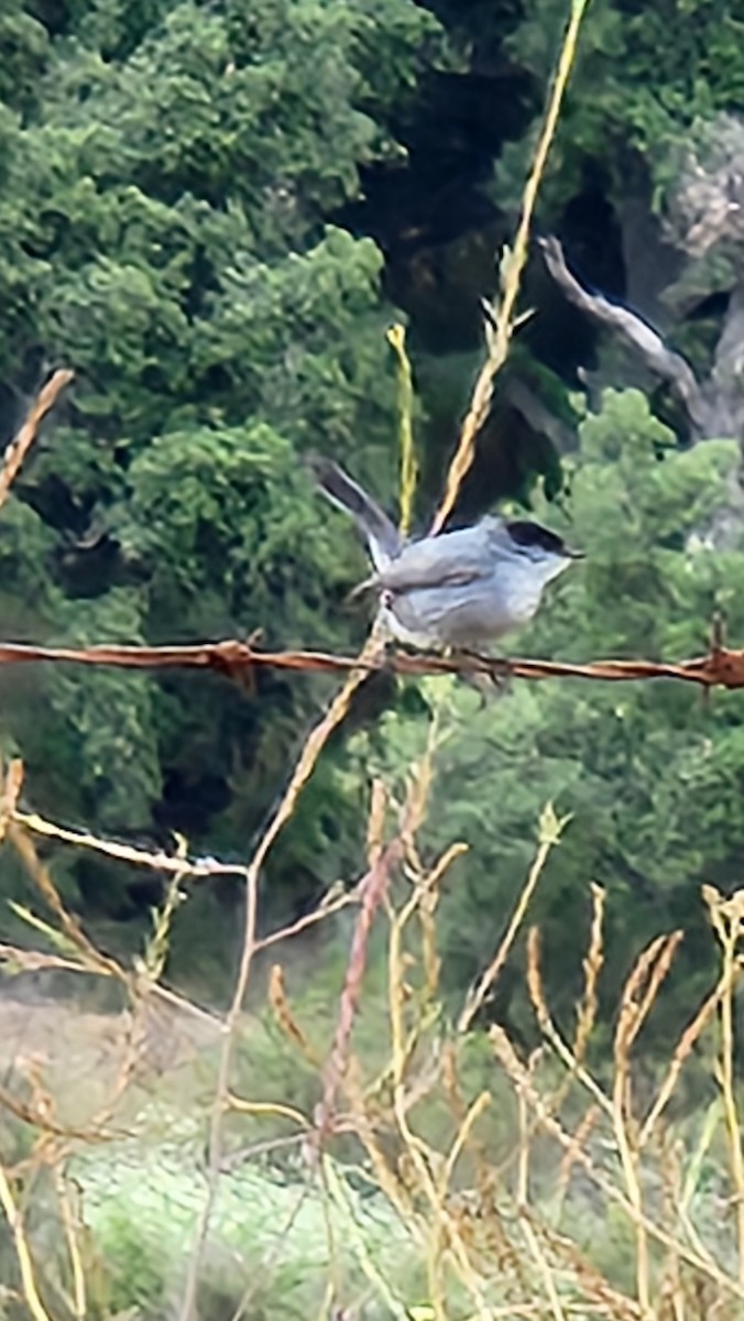 eBird Checklist 11 Jun 2023 Chiquita Canada, Rancho Mission Viejo
