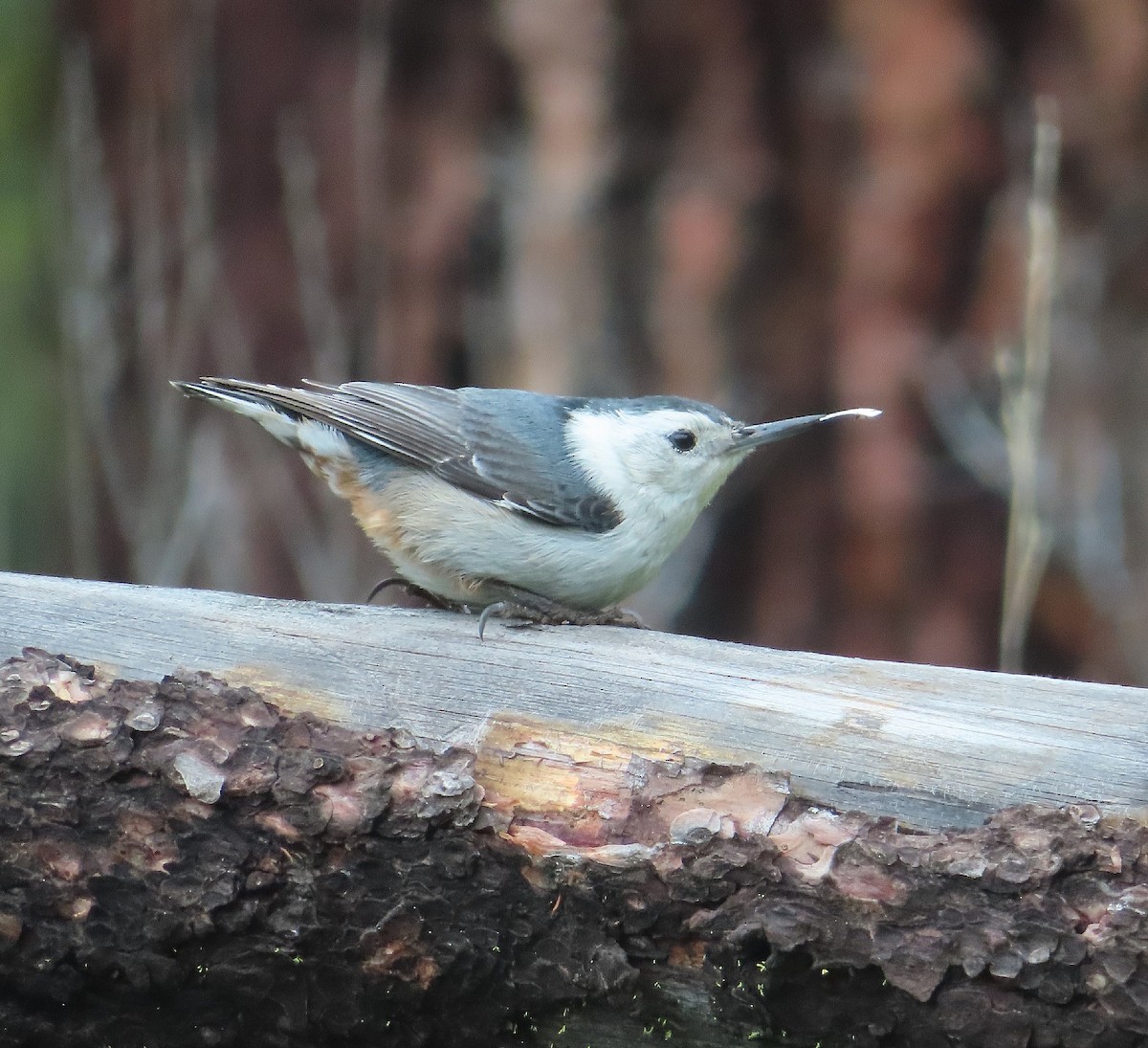 White-breasted Nuthatch - ML583719541