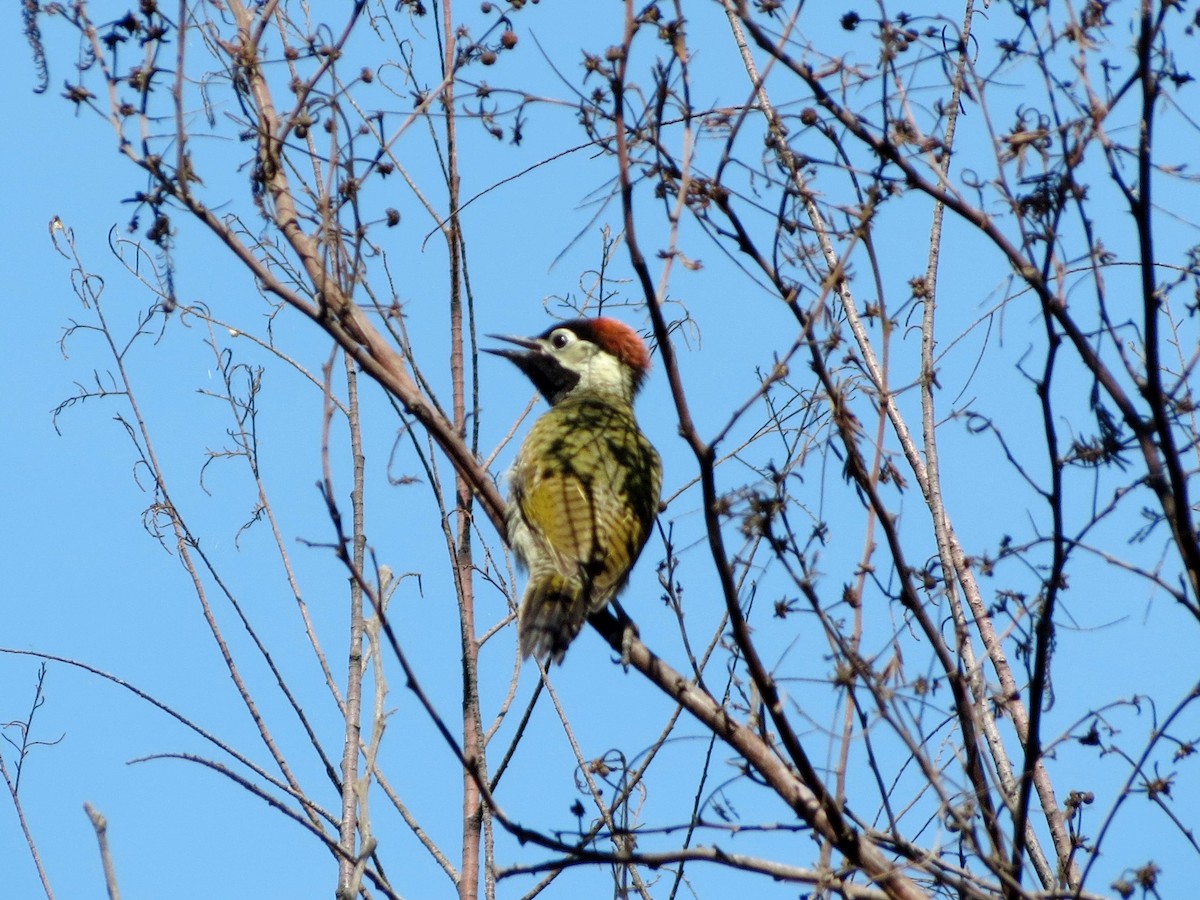 Black-necked Woodpecker - ML58372401
