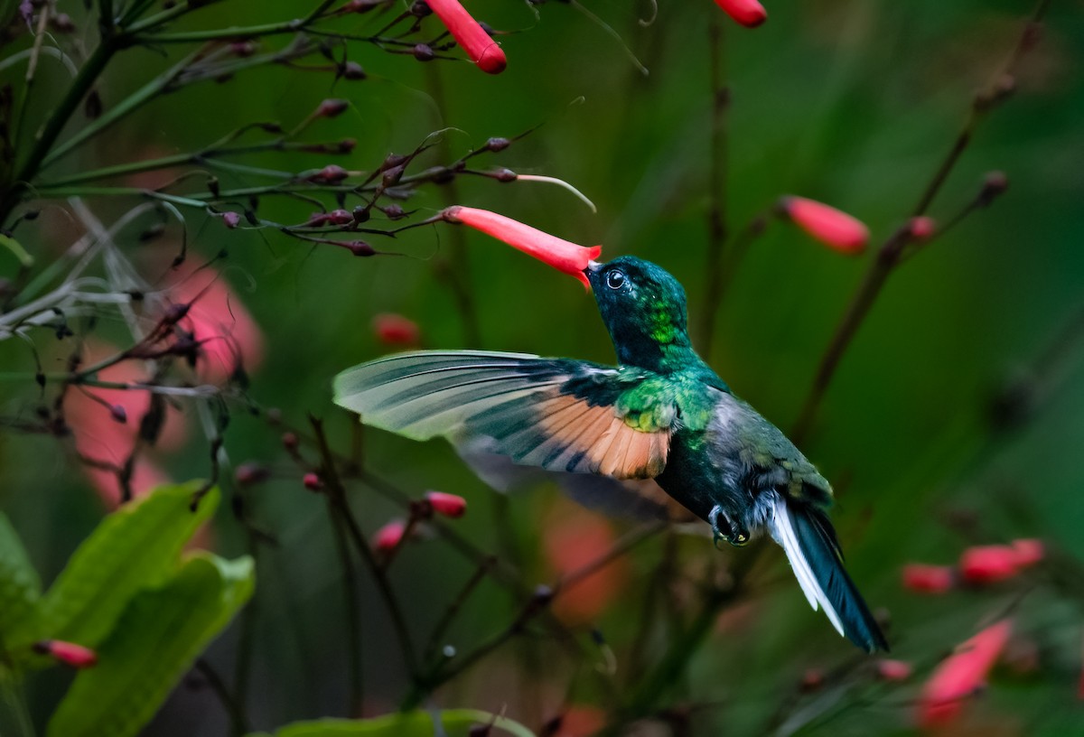 Black-bellied Hummingbird - Jim Merritt