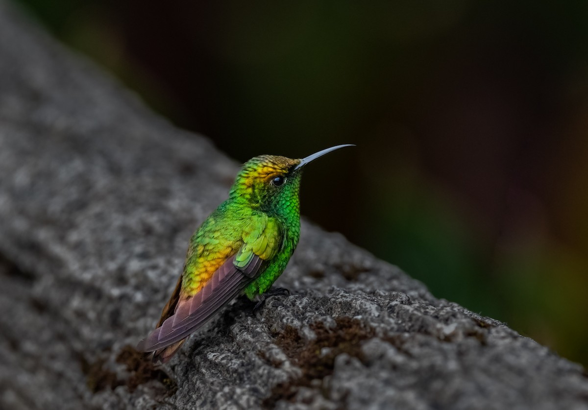 kolibřík měděnohlavý - ML583727931