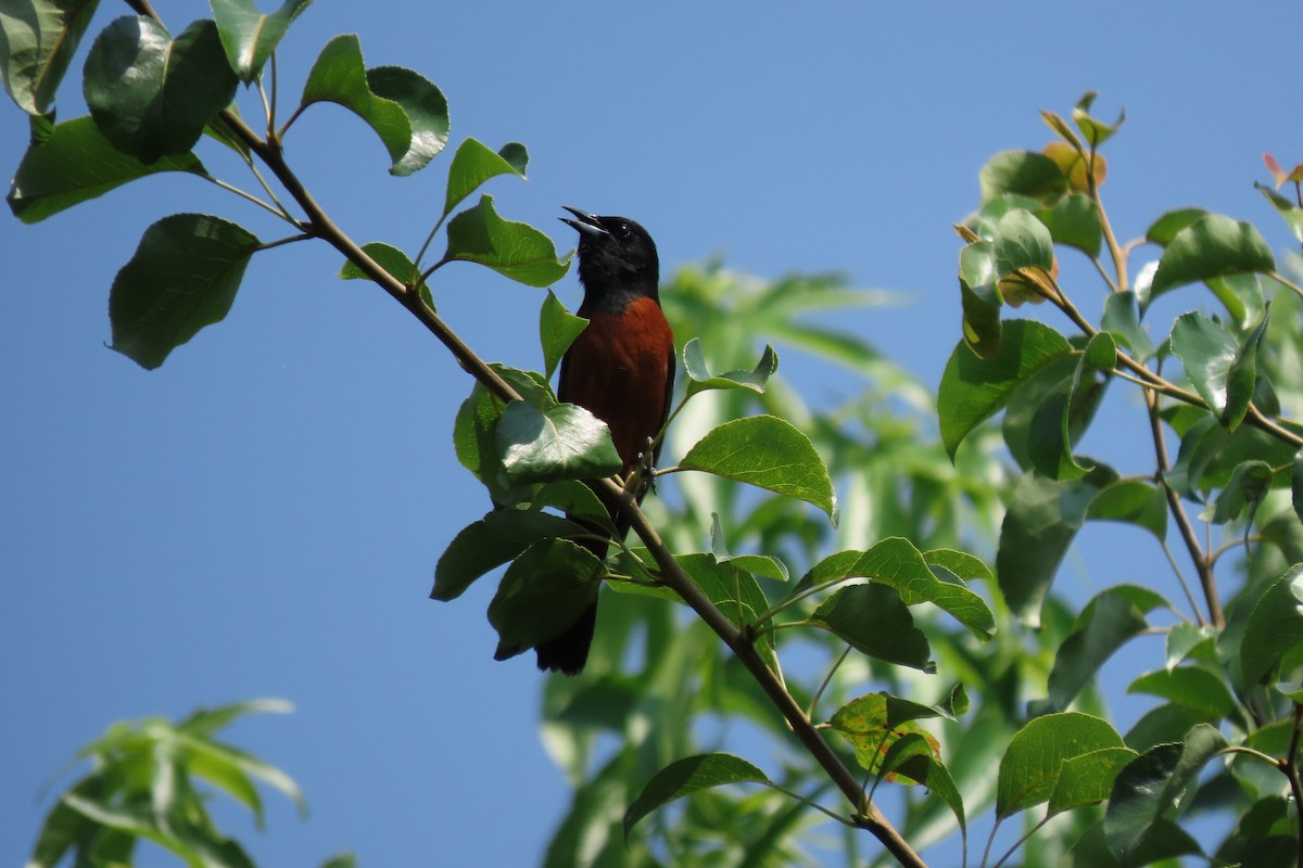 Orchard Oriole - ML583730251