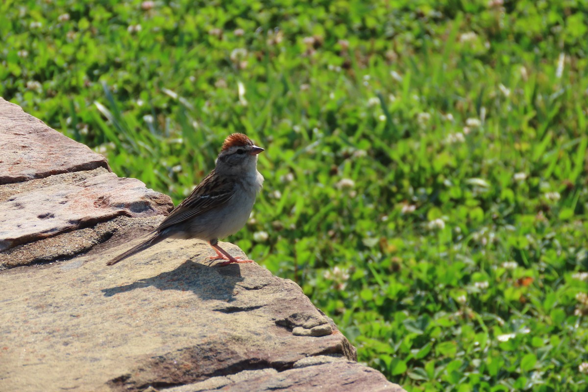 Chipping Sparrow - ML583730931