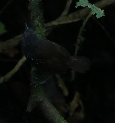 Dull-mantled Antbird - Jess Chow