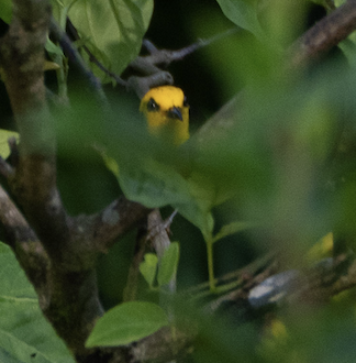 Black-and-yellow Tanager - Jess Chow