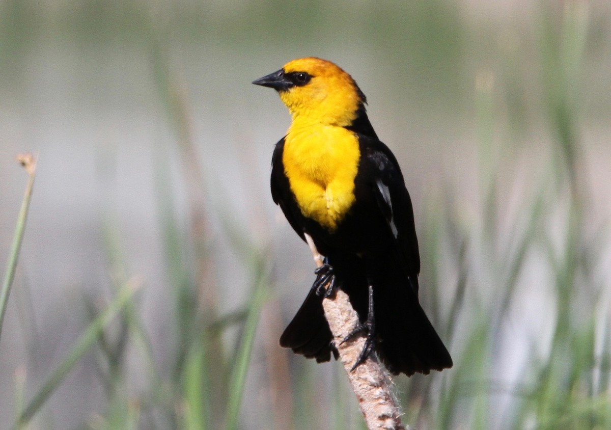 Yellow-headed Blackbird - ML583737721