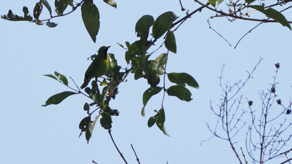 Lesser Green Leafbird - ML583745471