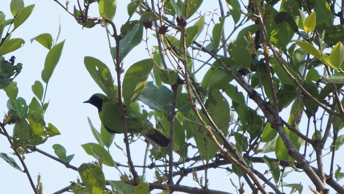 Lesser Green Leafbird - ML583745561