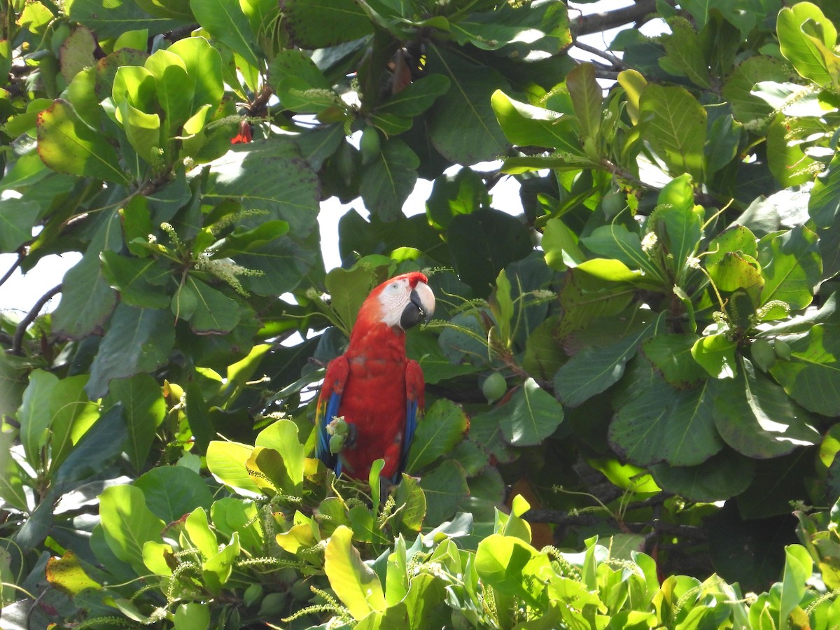 Scarlet Macaw - ML583747631