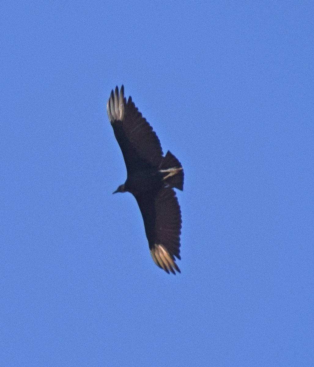 Black Vulture - ML583751521