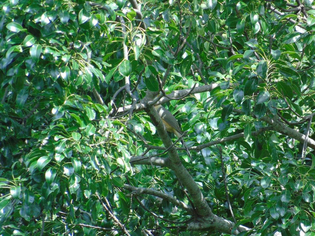 Mangrove Cuckoo - ML58375631