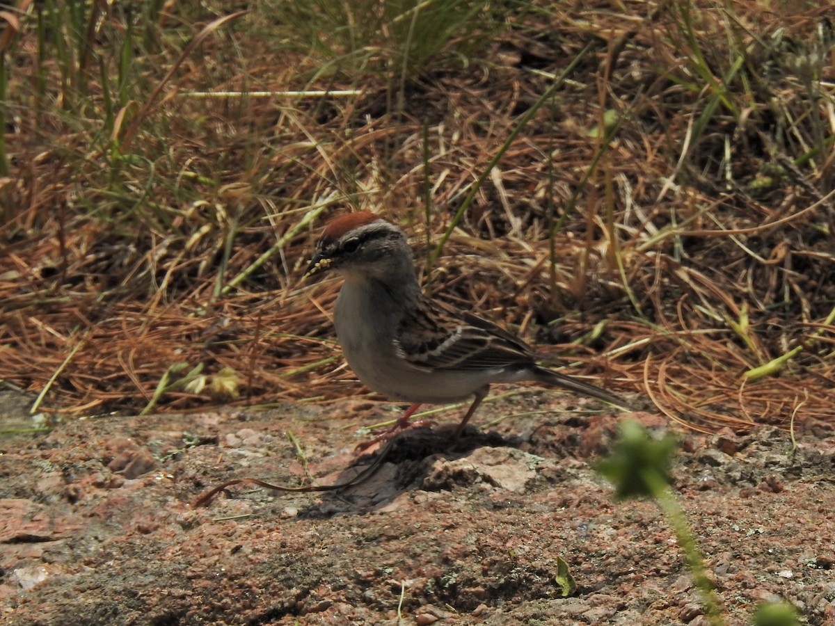 Chipping Sparrow - ML583758401