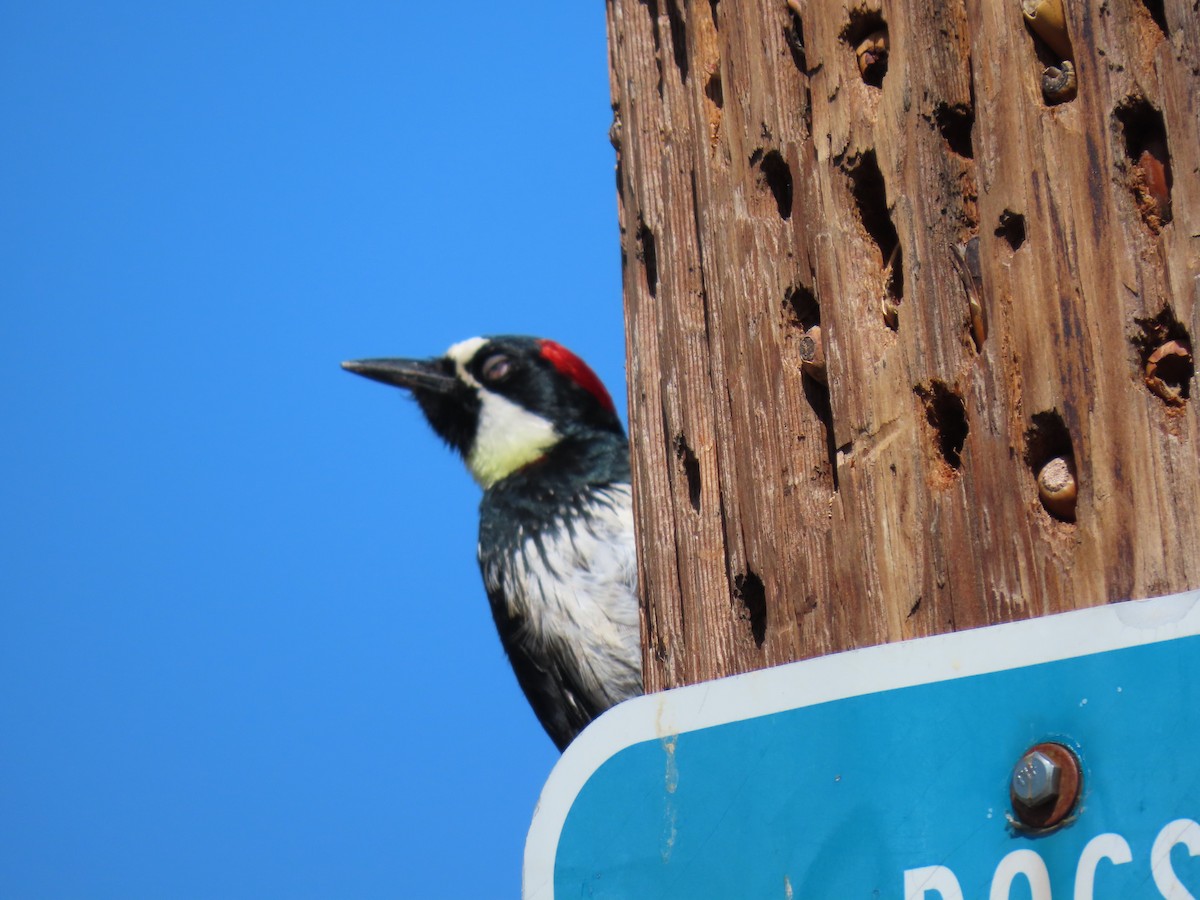 Acorn Woodpecker - ML583759081