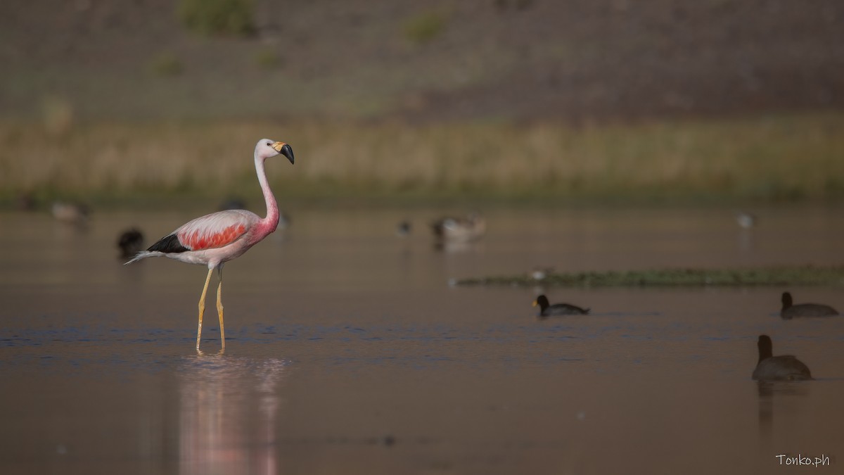 Andean Flamingo - ML583759821