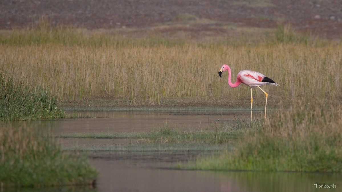 Andean Flamingo - ML583759841