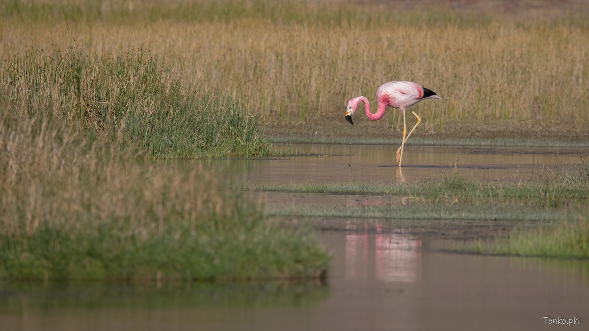 Andean Flamingo - ML583759851