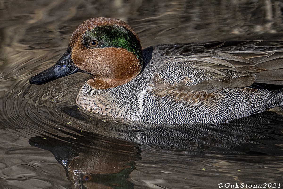 Green-winged Teal - ML583762201