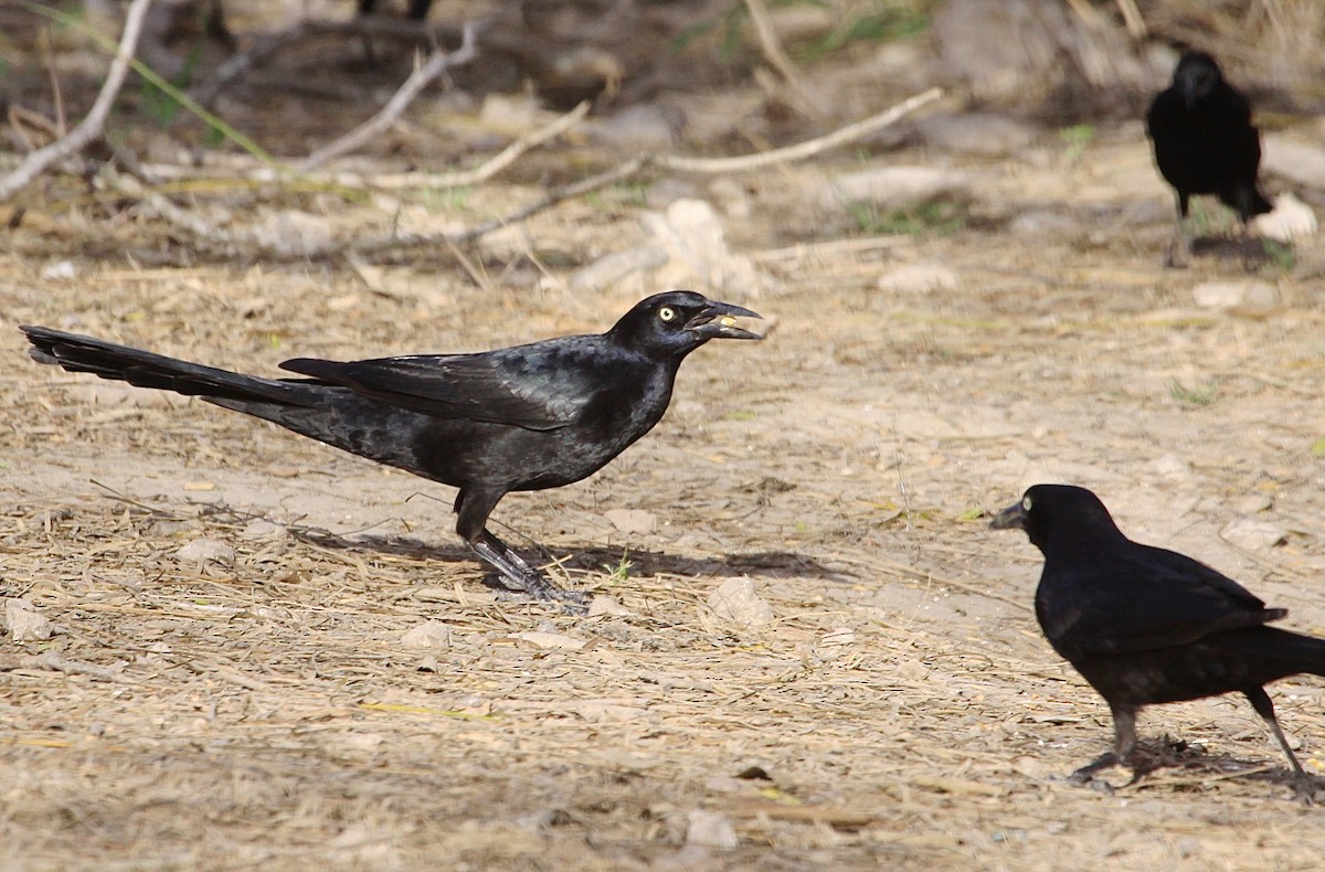 Great-tailed Grackle - ML58376871