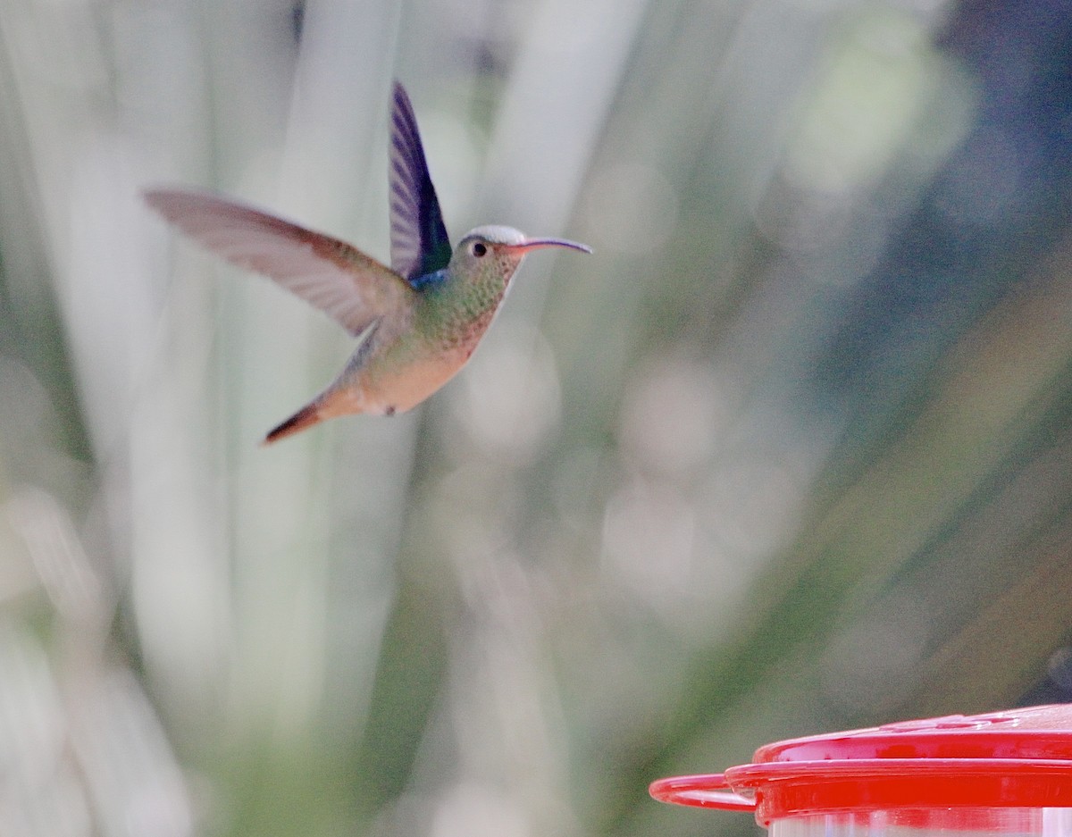 Buff-bellied Hummingbird - Gil Ewing