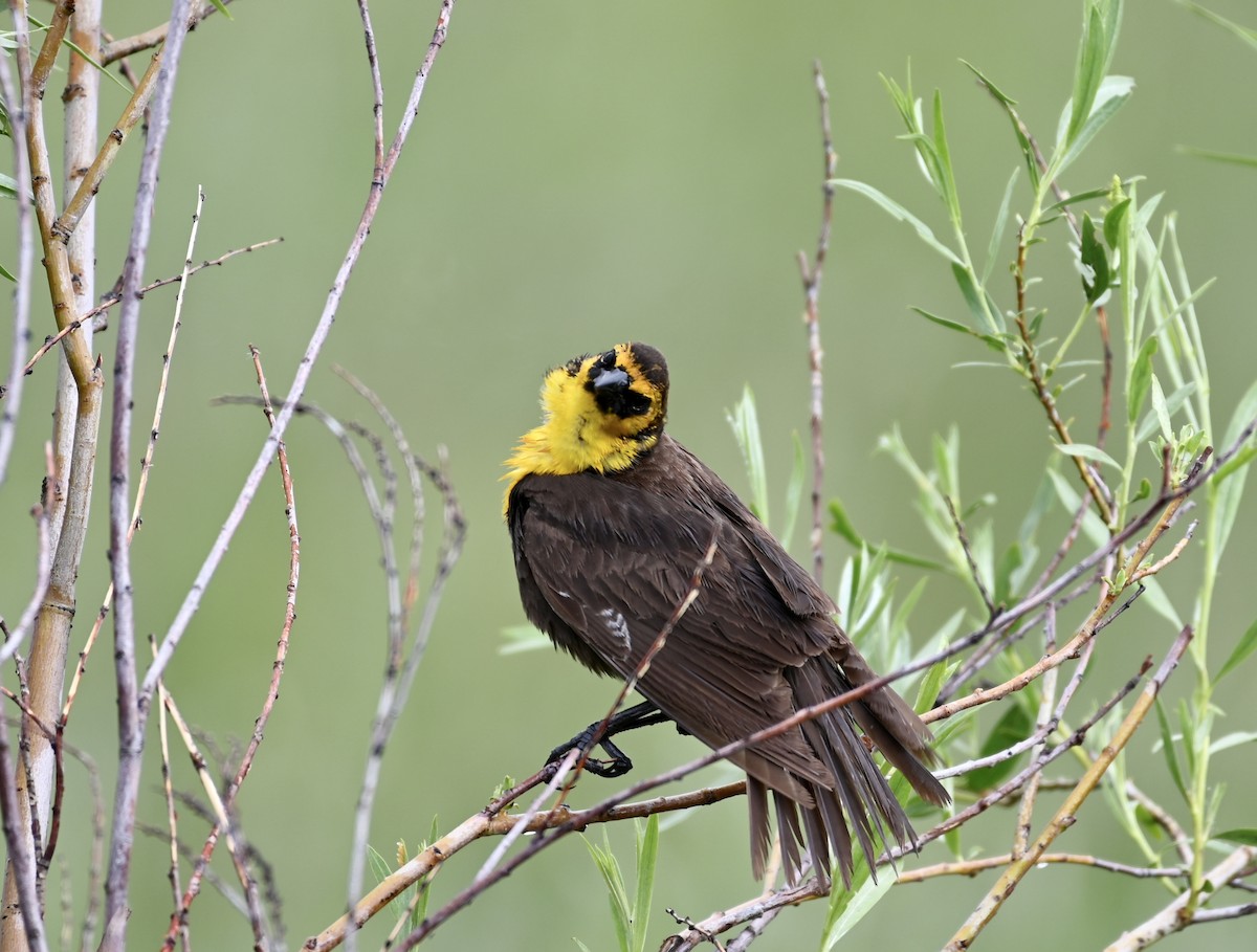 Yellow-headed Blackbird - ML583771491