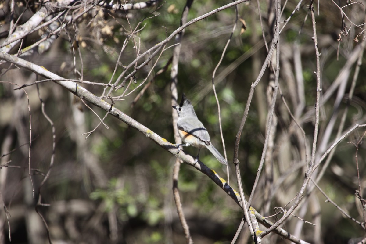 Black-crested Titmouse - Gil Ewing